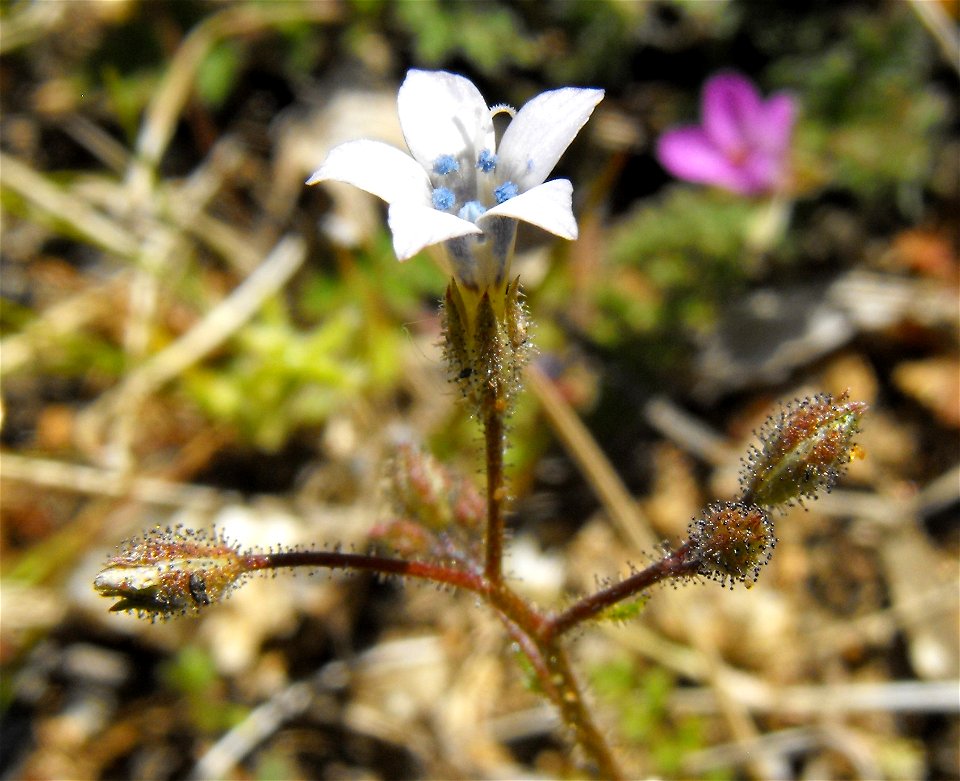 Gilia stellata in Anza Borrego Desert State Park, California, USA.