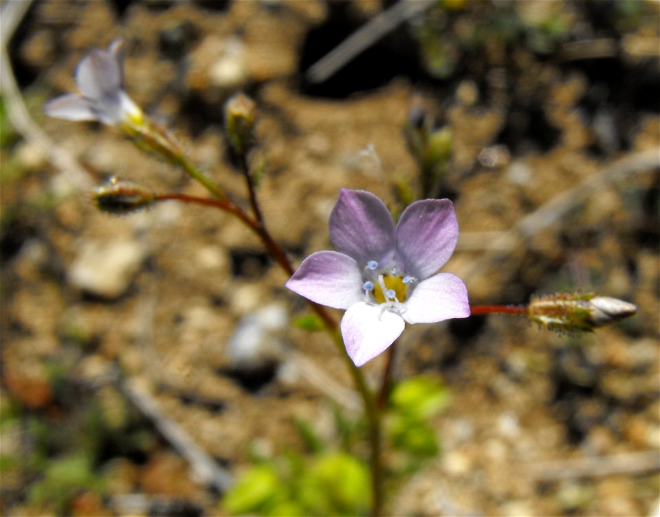 Gilia stellata in Anza Borrego Desert State Park, California, USA.
