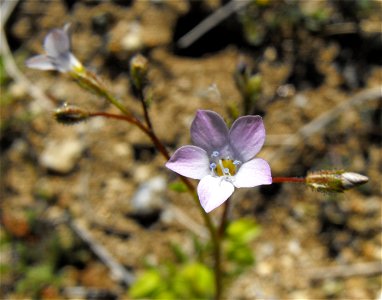 Gilia stellata in Anza Borrego Desert State Park, California, USA.