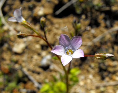 Gilia stellata in Anza Borrego Desert State Park, California, USA. photo