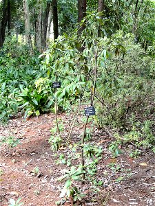 Rhododendron specimen in the Kunming Botanical Garden, Kunming, Yunnan, China.