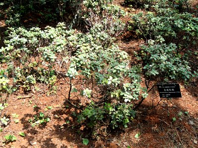 Rhododendron specimen in the Kunming Botanical Garden, Kunming, Yunnan, China.