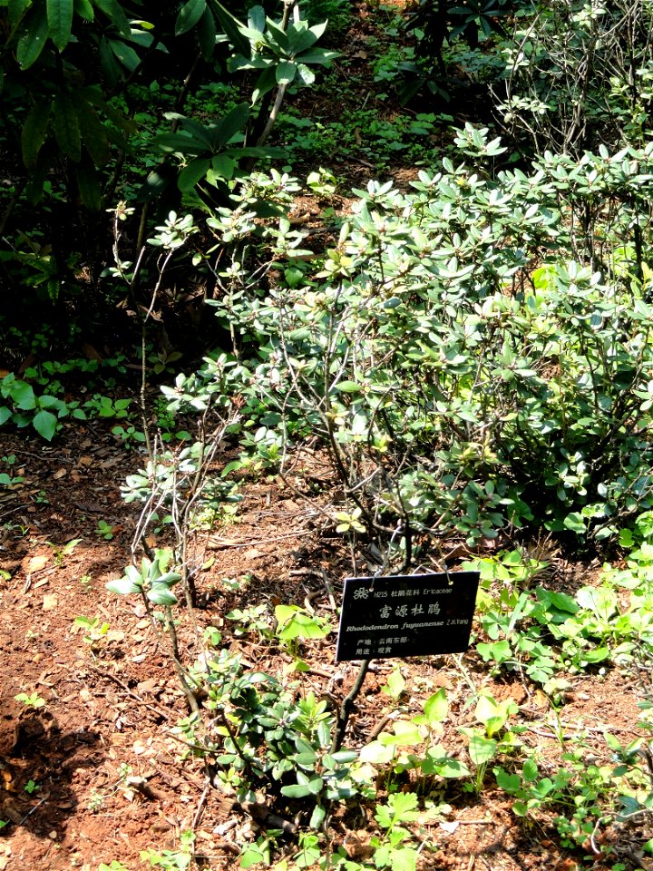 Rhododendron specimen in the Kunming Botanical Garden, Kunming, Yunnan, China.