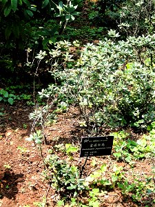 Rhododendron specimen in the Kunming Botanical Garden, Kunming, Yunnan, China. photo