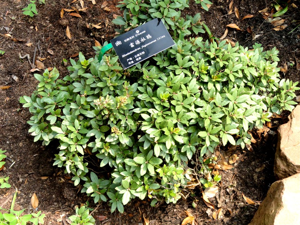 Plant specimen in the Kunming Botanical Garden, Kunming, Yunnan, China.