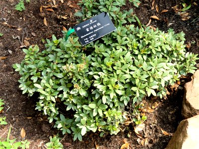Plant specimen in the Kunming Botanical Garden, Kunming, Yunnan, China.