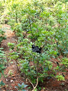 Rhododendron specimen in the Kunming Botanical Garden, Kunming, Yunnan, China.