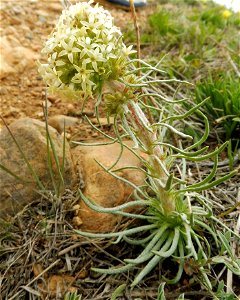 Ipomopsis spicata growing in a rocky prairie at Flatirons Vista , Boulder County, Colorado. photo