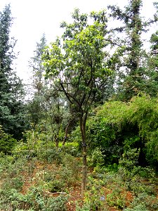 Rhododendron specimen in the Kunming Botanical Garden, Kunming, Yunnan, China.