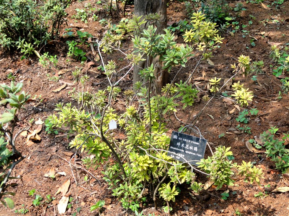 Rhododendron spiciferum specimen in the Kunming Botanical Garden, Kunming, Yunnan, China.