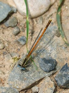 Damselfly coenagrionidae platycnemis acutipennis photo