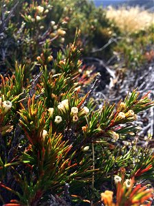 Dracophyllum rosmarinifolium. Species of plant. photo
