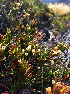 Dracophyllum rosmarinifolium. Species of plant.