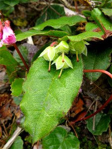 Epigaea asiatica, fruits, Mt. Higashi-Azumayama, Fukushima pref., Japan photo