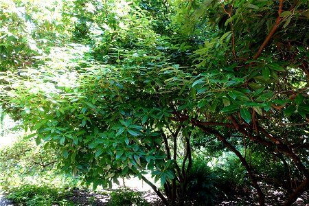 Botanical specimen in the UBC Botanical Garden at the University of British Columbia - Vancouver, British Columbia, Canada. photo