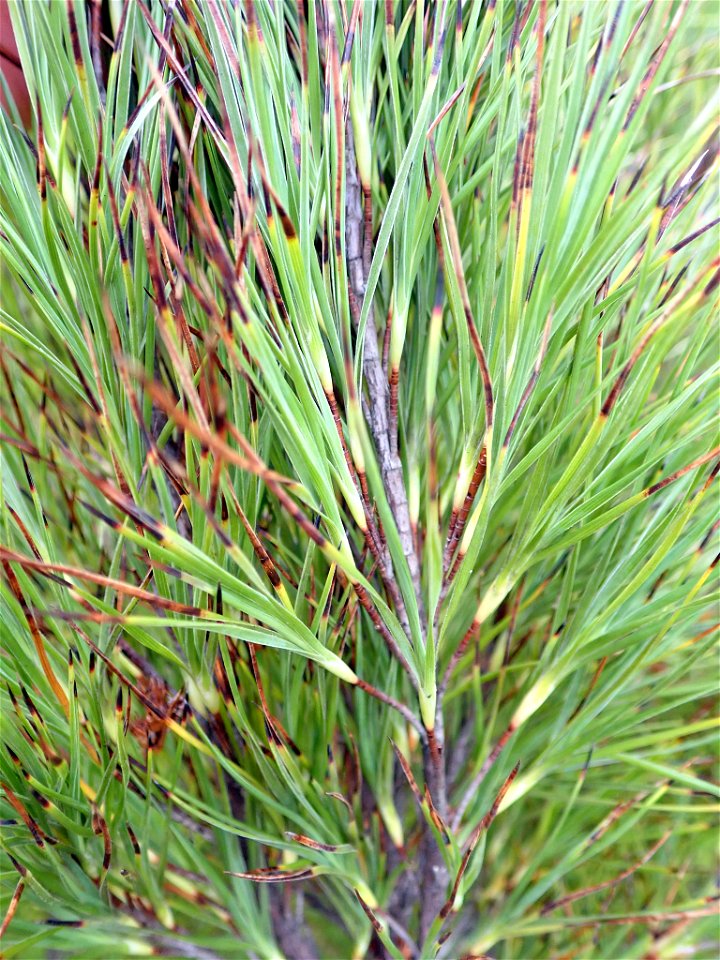 The adult leaves of the endemic Chatham Islands plant Dracophyllum arboreum.
