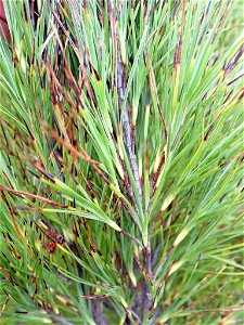 The adult leaves of the endemic Chatham Islands plant Dracophyllum arboreum. photo