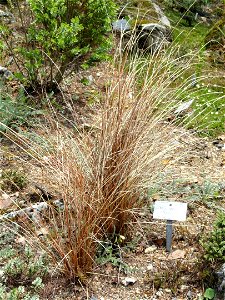 Unknown plants around label of Leucopogon fraseri in the Botanischer Garten München-Nymphenburg, Munich, Germany. There is no Leucopogon fraseri on the picture. photo