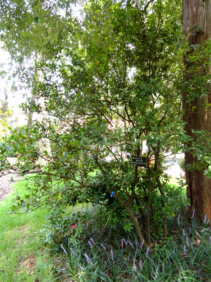Plant specimen in the Kunming Botanical Garden, Kunming, Yunnan, China.