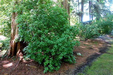 Botanical specimen in the VanDusen Botanical Garden - Vancouver, BC, Canada. photo