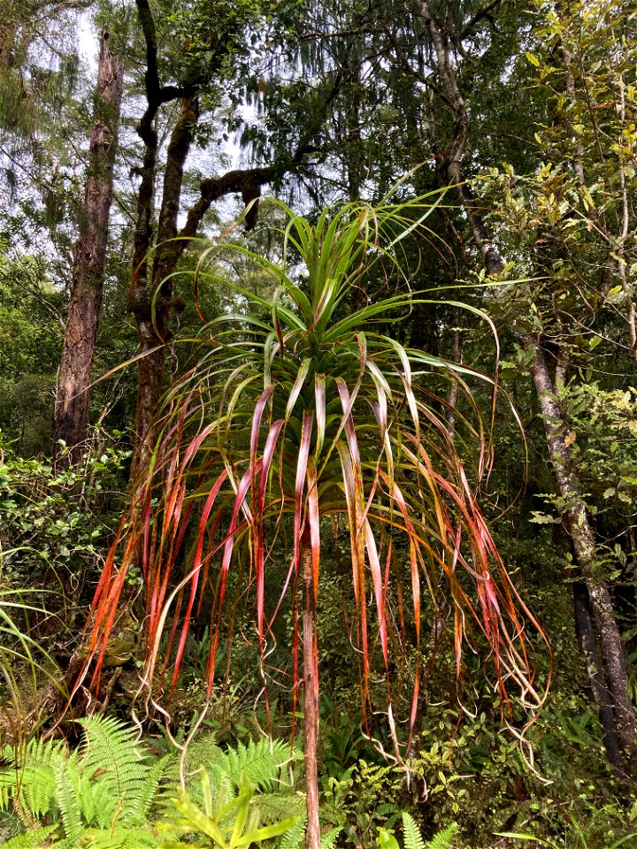 Dracophyllum elegantissimum near the Pororari River, Punakaiki, West Coast, New Zealand.