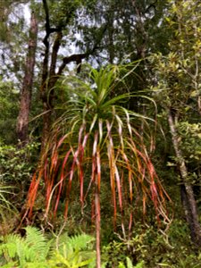 Dracophyllum elegantissimum near the Pororari River, Punakaiki, West Coast, New Zealand.
