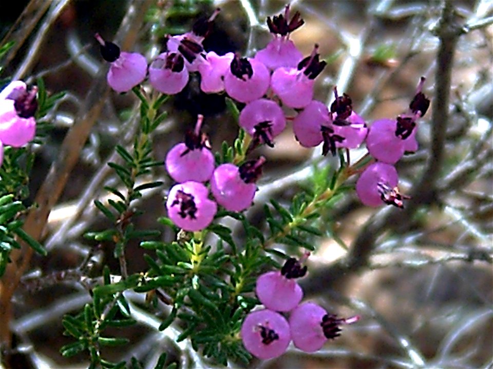 Erica umbellata flowers close up, Dehesa Boyal de Puertollano, Spain