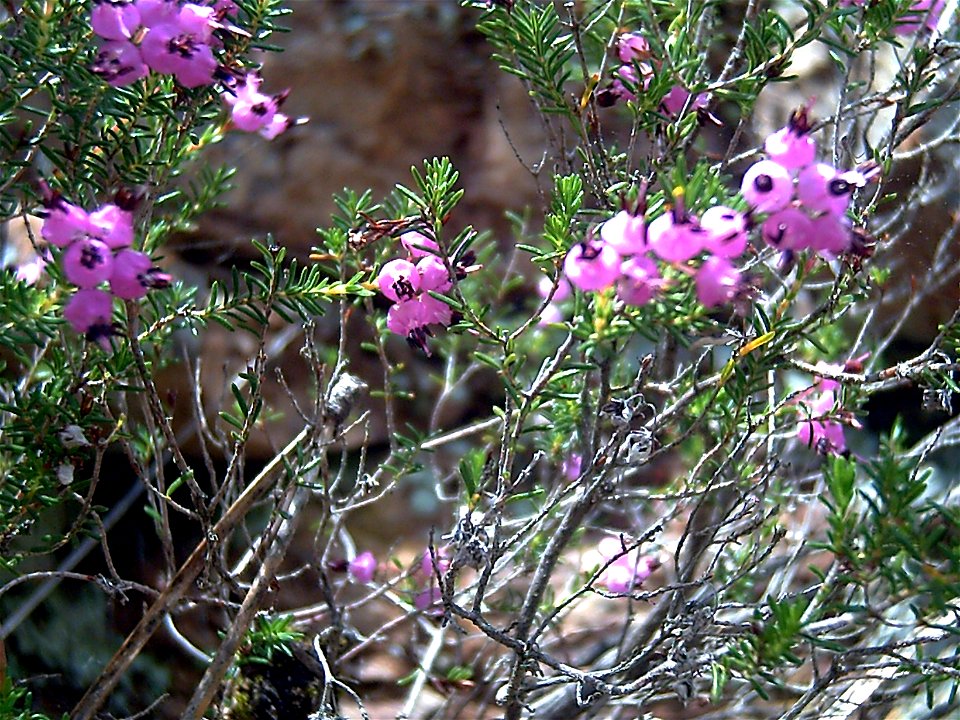 Erica umbellata flowers close up, Dehesa Boyal de Puertollano, Spain