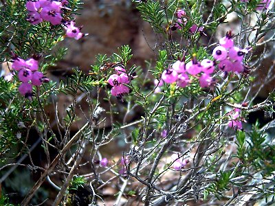 Erica umbellata flowers close up, Dehesa Boyal de Puertollano, Spain photo