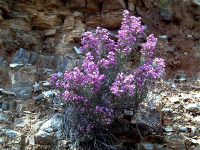 Erica umbellata Habitus, Dehesa Boyal de Puertollano, Spain photo