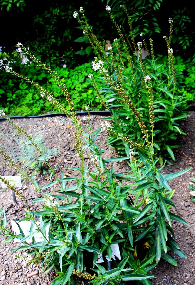 Plants Lysimachia ephemerum from the Botanical Gardens of Charles University, Prague, Czech Republic