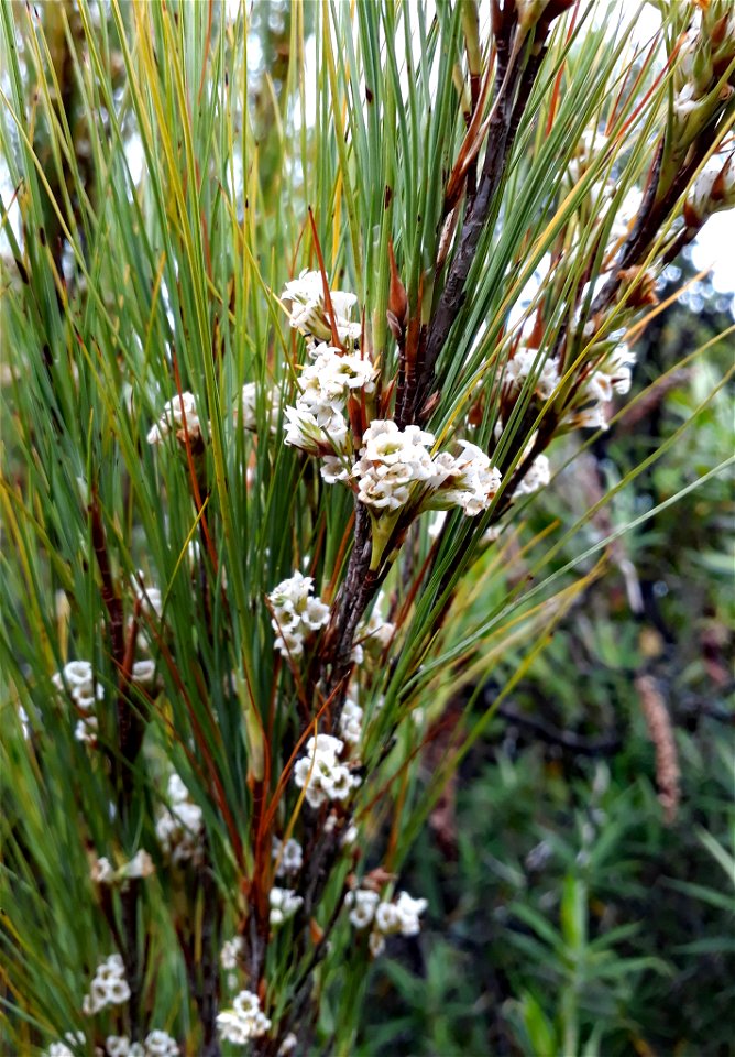 A photo of the endemic New Zealand plant Dracophyllum filifolium