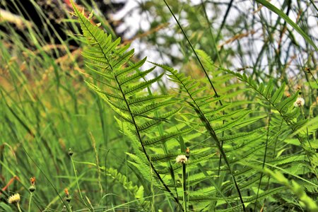Meadow plant sunny