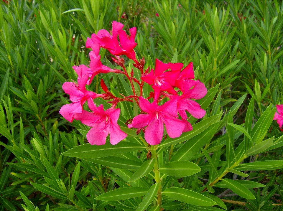 Nerium oleander. La adelfa (Nerium oleander L.), también conocida como laurel de flor, rosa laurel, baladre o trinitaria, es la única especie perteneciente al género Nerium incluido en la familia (Apo