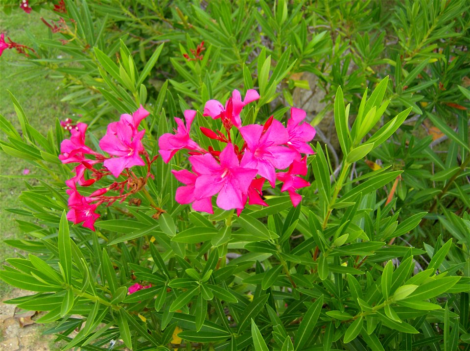 Nerium oleander. La adelfa (Nerium oleander L.), también conocida como laurel de flor, rosa laurel, baladre o trinitaria, es la única especie perteneciente al género Nerium incluido en la familia (Apo