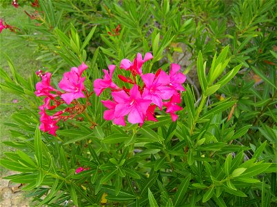 Nerium oleander. La adelfa (Nerium oleander L.), también conocida como laurel de flor, rosa laurel, baladre o trinitaria, es la única especie perteneciente al género Nerium incluido en la familia (Apo