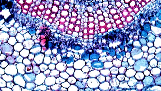 cross section: Nerium leaf
common name: Oleander
magnification: 400x
Vascular bundles of the blade and midrib and smaller are closed and collateral with xylem towards the adaxial surface and phloem to