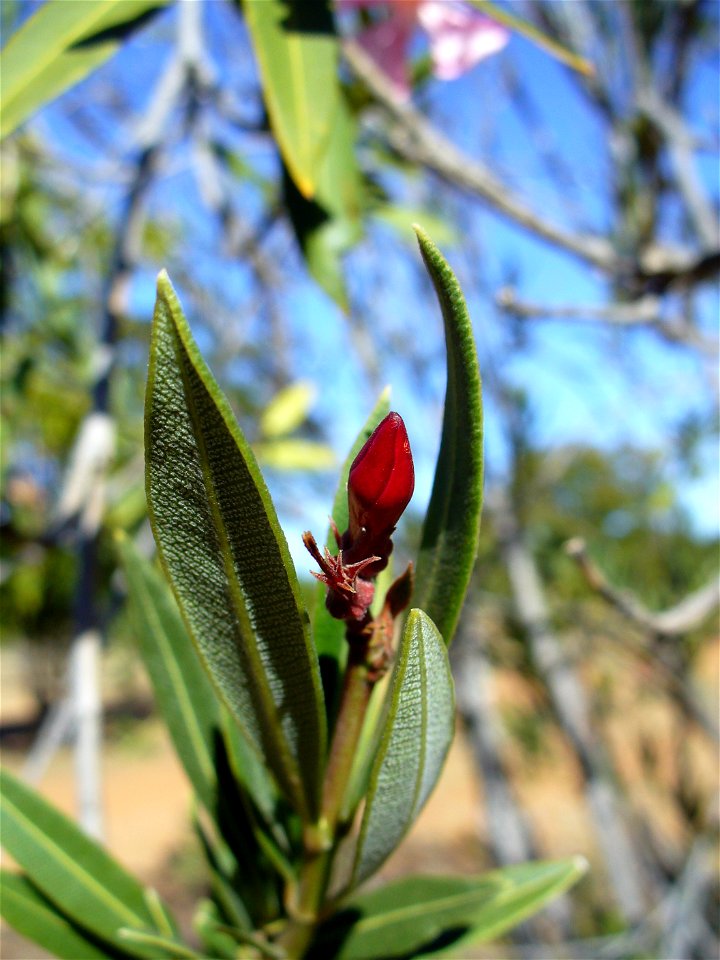 I am the originator of this photo. I hold the copyright. I release it to the public domain. This photo depicts a flower bud.