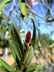 I am the originator of this photo. I hold the copyright. I release it to the public domain. This photo depicts a flower bud. photo