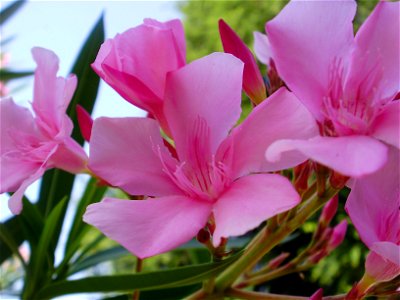 oleander flower photo