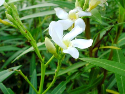 White oleander photo