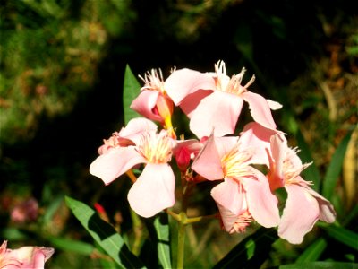 fleurs de lauriers roses photo