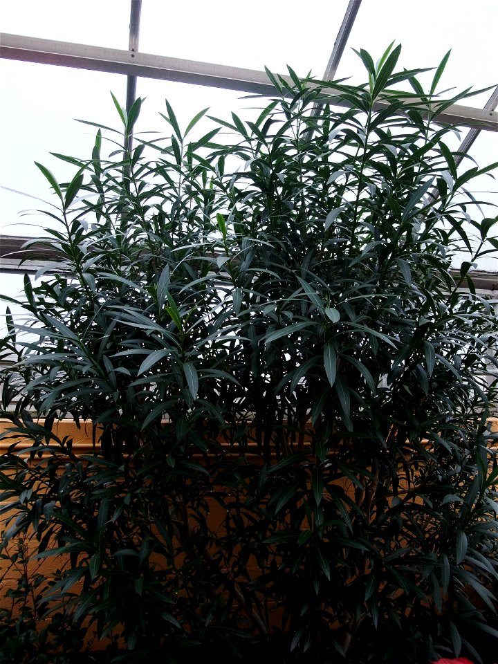 A photograph of Nerium oleander.