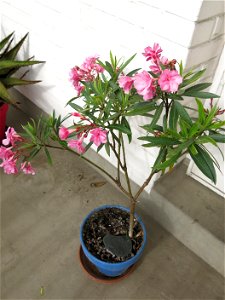 Nerium oleander in pot in july 2015. photo