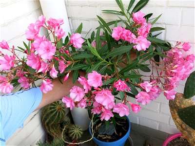 Nerium oleander in pot in july 2016.