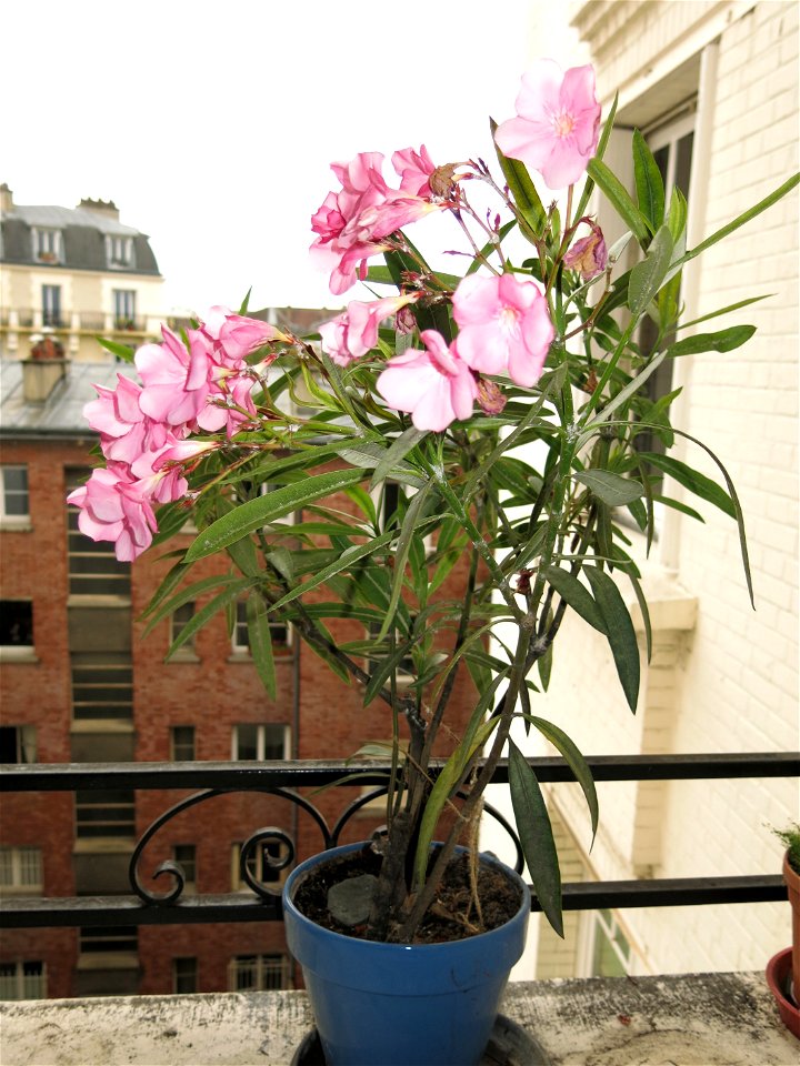 Nerium oleander in pot.