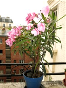 Nerium oleander in pot. photo