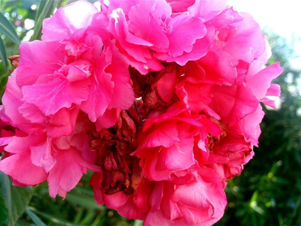 Nerium oleander red double flowers, Torrelamata, Torrevieja, Alicante, Spain