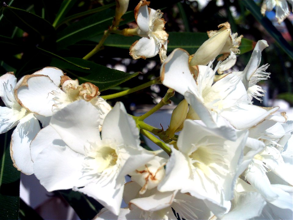 Nerium oleander white flowers, Torrelamata, Torrevieja, Alicante, Spain photo