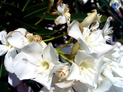 Nerium oleander white flowers, Torrelamata, Torrevieja, Alicante, Spain